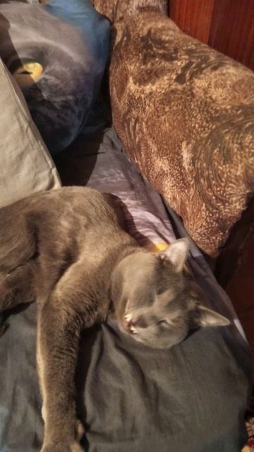 Кот Атос радуется весне! #shorts #котатос #животные #весна #коты