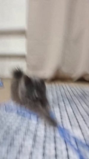 Кнопа - Нибелунг полукровка