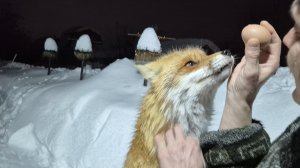 (1229) Лиса приходит в гости. Февраль 2026