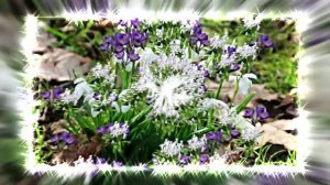 Видеофоны! Видеофон Подснежники 2! Футаж от Киностудии Мудрого Кота Тимофея!