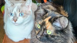 С МЕЖДУНАРОДНЫМ ДНЁМ КОШЕК ! ПОЗДРАВЛЯЮ