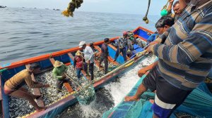 Более 10 тонн скумбрии выловлено в открытом море / Неотредактированное видео о ловле сетями
