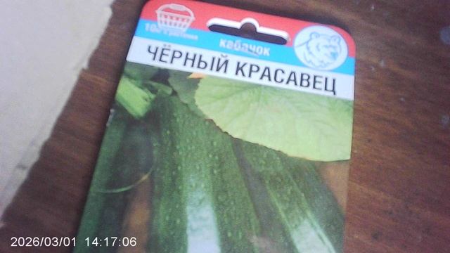 Посеянный в феврале кабачок сорта "Чёрный Красавец" - сегодня (1 марта)