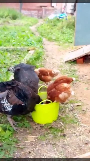 Дружеский обед