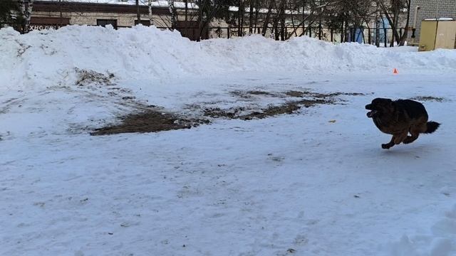 4.  выражено/перв ТАТЕМДЖИФЕРОХАН (Goldene Bienenstock Pompeo – Ormella v. St.-Michaels-Berg)