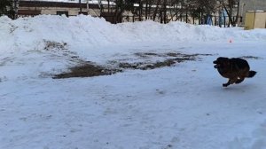 4.  выражено/перв ТАТЕМДЖИФЕРОХАН (Goldene Bienenstock Pompeo – Ormella v. St.-Michaels-Berg)