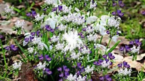 Видеофоны! Видеофон Подснежники 1! Футаж от Киностудии Мудрого Кота Тимофея!