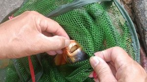 Поймал пиранью