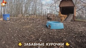 Цыплята и Курочки селяночки лучшие беспородные несушки 🥚 (448)