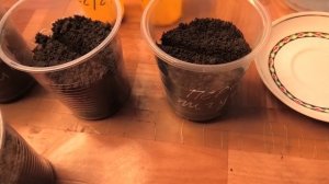 О посеве перцев на рассаду