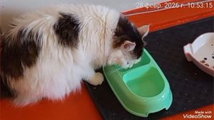 Мариуполь 🏙️ суббота 🐈🐈🐈