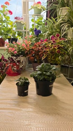 Самая БЫСТРОРАСТУЩАЯ петуния