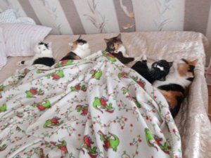 Переговорка