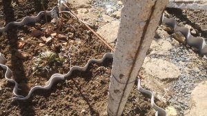 Грядки для винограда. Зачем?