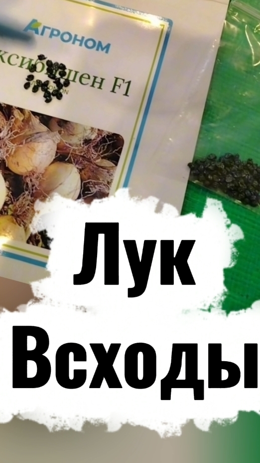 Всходы лука Эксибишен, посаденого семенами. Что дальше