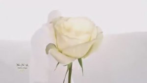 "Моя награда"- читает автор Галина Катрачёва