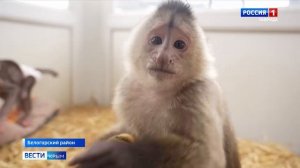 В крымском зоопарке ухаживают за обезьянками, от которых отказались родители