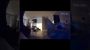 обожаю этот мем