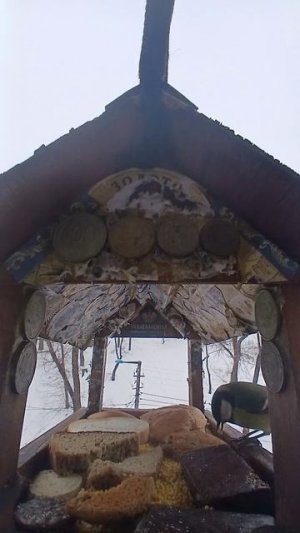 1000010894.mp4Кормушка.01.03.2026г.