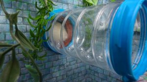 Hamster Forest Maze Escape 🐹-(1080p60)