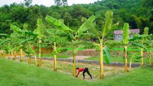 Выравниваю берега пруда и сажаю вокруг него много банановых деревьев для тени. Серия 37. Ли Фук Ви