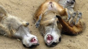 Юмор Приколы Смешные животные