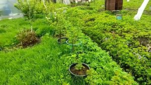 29-Дача..Обход владений.. И НАС ХОТЕЛИ ОГРАБИТЬ😔 28.05.22.