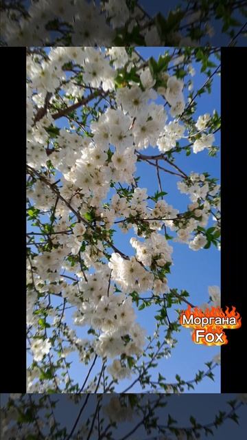 С приходом Весны