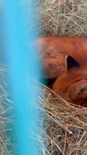 на базе отдыха «Лиса» -лисица родила лисят.