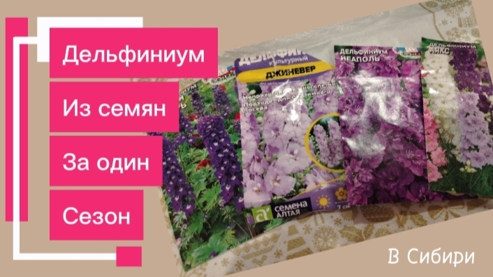 Тугодумы дельфиниумы. Выращивание за один сезон. Пост#1