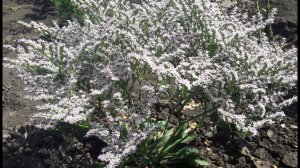 Эти 7 цветов нужно посеять в марте, чтобы любоваться цветением все лето в саду!