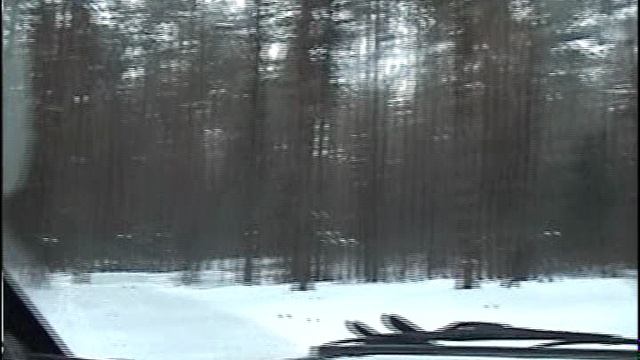 Лес Телеши. Снежные крепости на поляне.