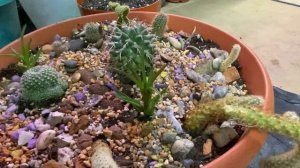 01-03-2026 собрала все свои кактусы в кучу, и почеренковала  шалфей .