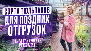 Сорта тюльпанов для отгрузок в начале марта