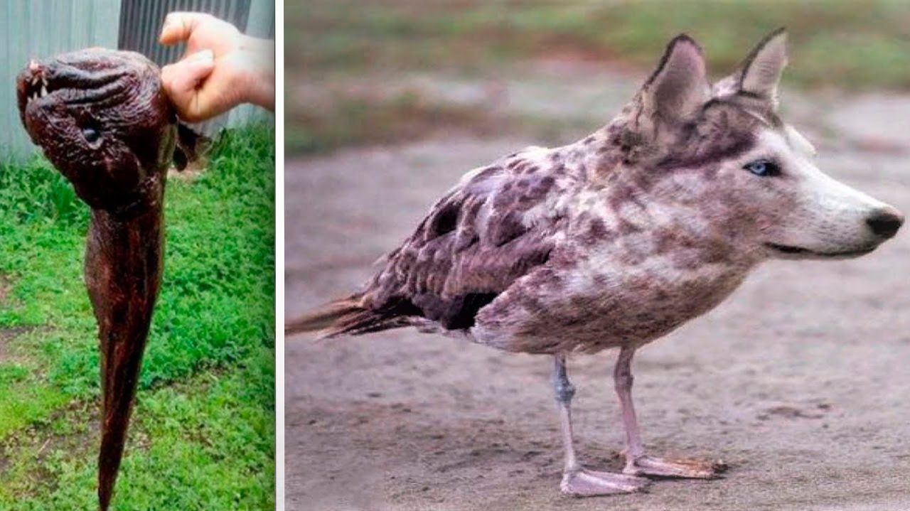 Есть ли Мутанты в Чернобыле ? |Мутанты Снятые на Видео