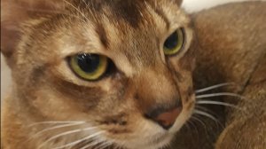 Стрим я играю и неожиданный комментарий про библию!!!