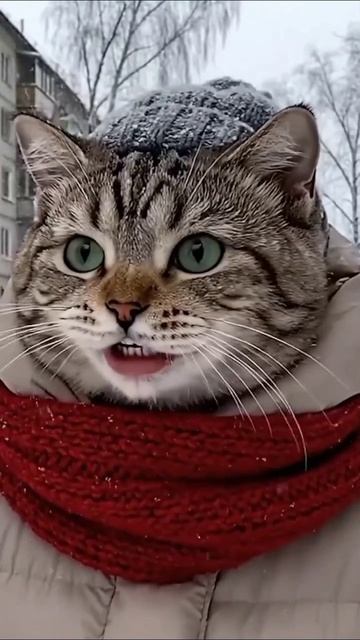 Прикольное видео с котиками ❤️💚