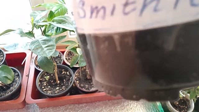 Обзор цитрусов Март 2026