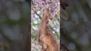 С первым днём весны 💐!