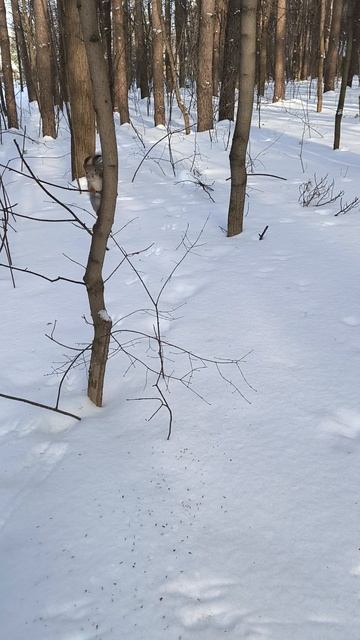 Белка наелась