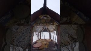 1000010952.mp4Жизнь кормушки.01.03.2026г.