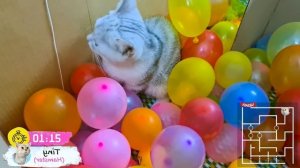 ЗАПУТАННЫЙ лабиринт Хомячок против кошек гонка с препятствиями в лабиринте