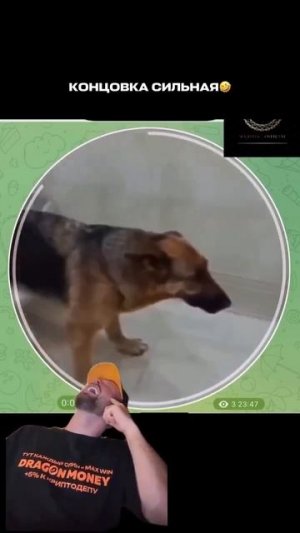 Видео от Департамент Вирусного Контента | ДВК