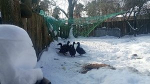 отсадил уток от селезней. подготовка к вызариванию