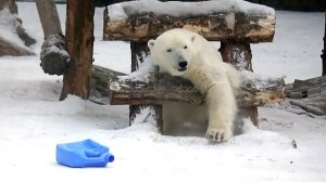 Достать в прыжке канистру и пролезть между ступеньками для Стрелки - запросто!