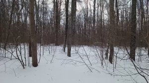 22 февраля 2026 Городская роща