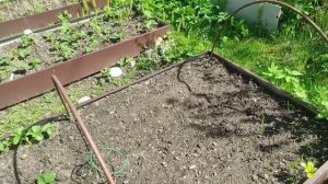 21-Дача..Рододендрон будет цвести😁обход участка 20.05.22.