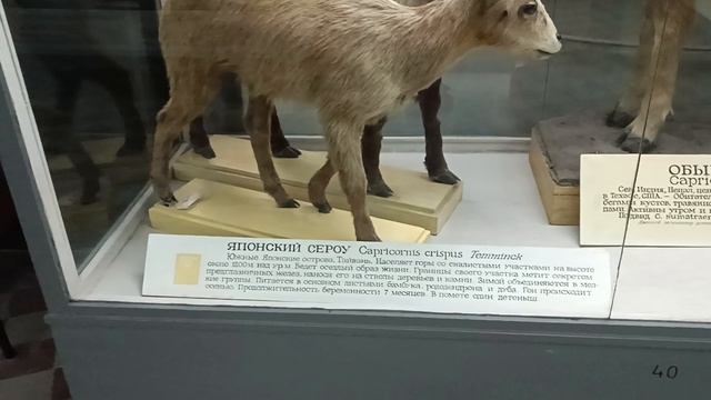 Зоологический музей. Санкт-Петербург.