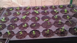 Обзор моей рассады 1 марта 26 года