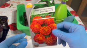 Базилик на раннюю зелень и бархатцы.